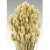 PHALARIS Natural 24"